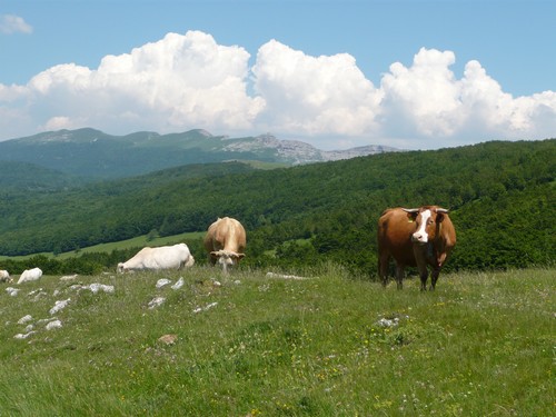 Vaches Plateau Ambel